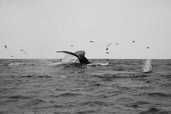 Professional Timeline